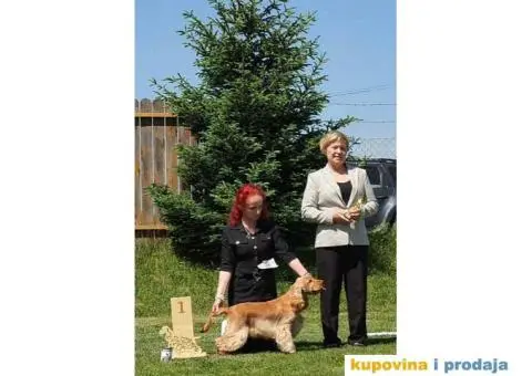 Engleski koker spanijeli iz odgajivacnice - 8/8