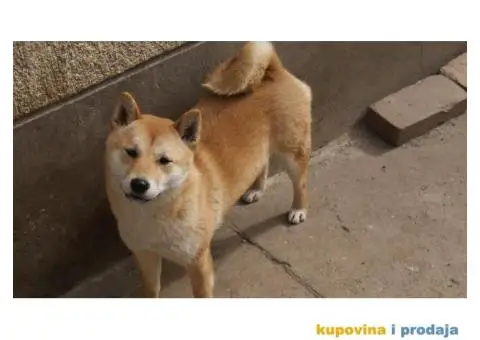 Shiba inu - 1/5