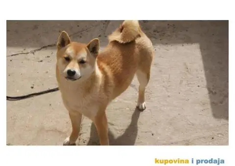 Shiba inu - 2/5