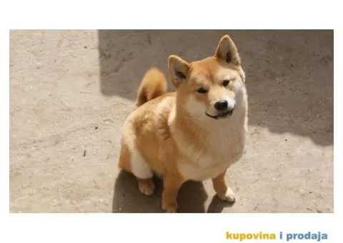 Shiba inu - 3/5