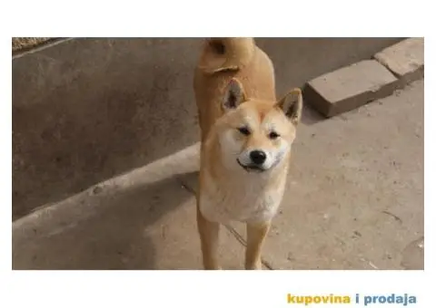 Shiba inu - 4/5