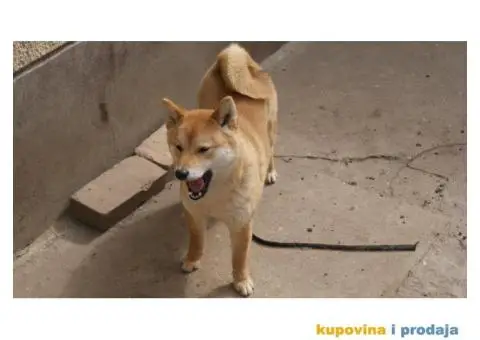 Shiba inu - 5/5