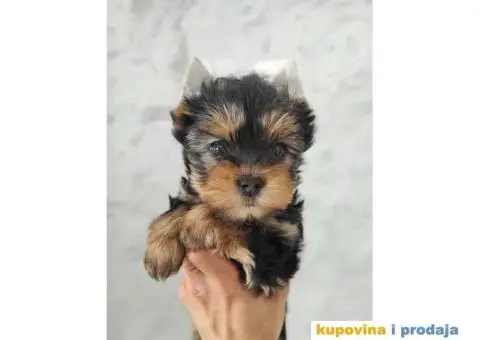 Jorkširski terijer - Jorki štenci na prodaju - 1/7