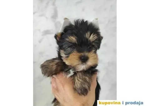 Jorkširski terijer - Jorki štenci na prodaju - 2/7