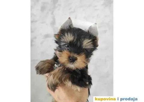 Jorkširski terijer - Jorki štenci na prodaju - 3/7