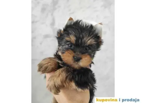 Jorkširski terijer - Jorki štenci na prodaju - 4/7