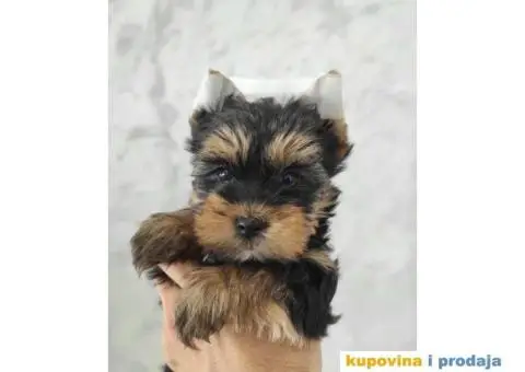 Jorkširski terijer - Jorki štenci na prodaju - 5/7