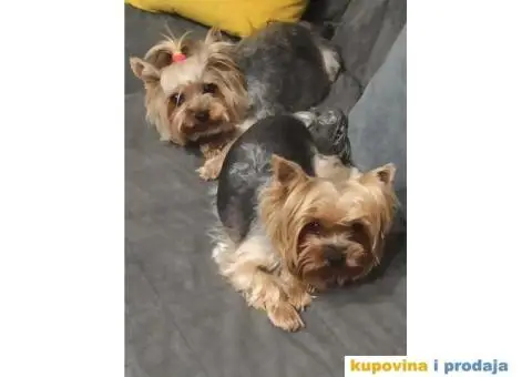 Jorkširski terijer - Jorki štenci na prodaju - 6/7