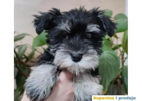 Patuljasti šnaucer štenci - 1/4