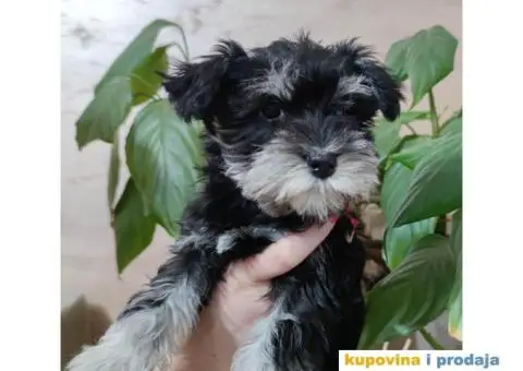 Patuljasti šnaucer štenci - 3/4