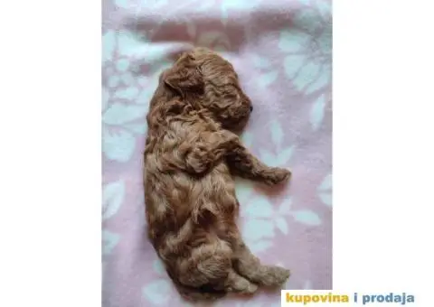 Aprikot Patuljasta pudla - 1/4