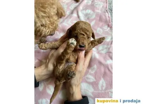 Aprikot Patuljasta pudla - 2/4