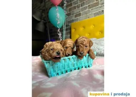 Aprikot Patuljasta pudla - 3/4