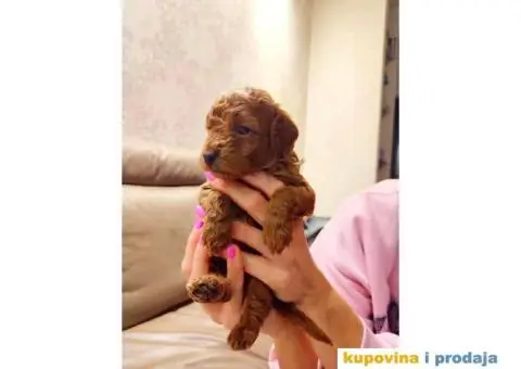 Aprikot Patuljasta pudla - 4/4