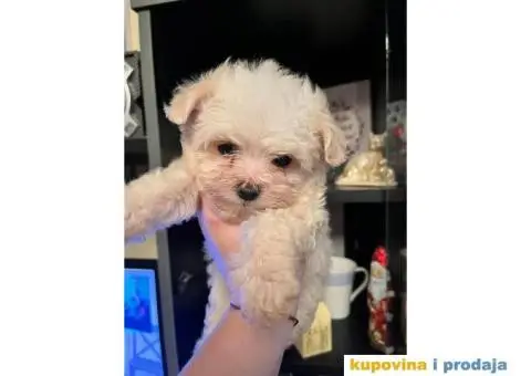 Štene mini maltezera prodaja