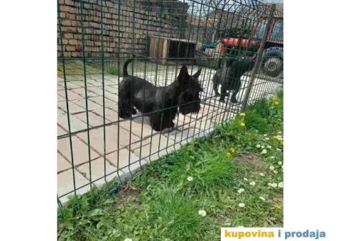 Na prodaju dve zenke Škotskog terijera i mužjak - 1/5