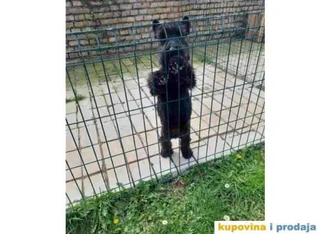 Na prodaju dve zenke Škotskog terijera i mužjak - 2/5