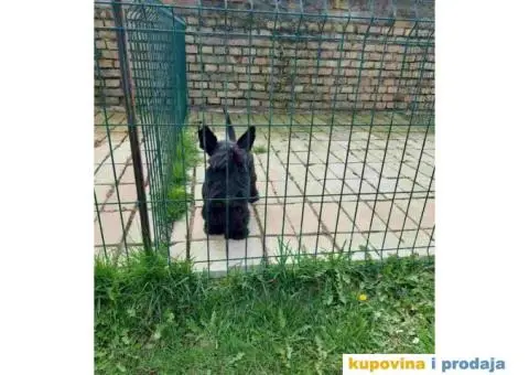 Na prodaju dve zenke Škotskog terijera i mužjak - 3/5