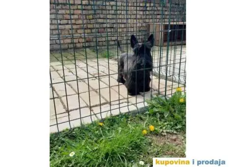 Na prodaju dve zenke Škotskog terijera i mužjak - 4/5