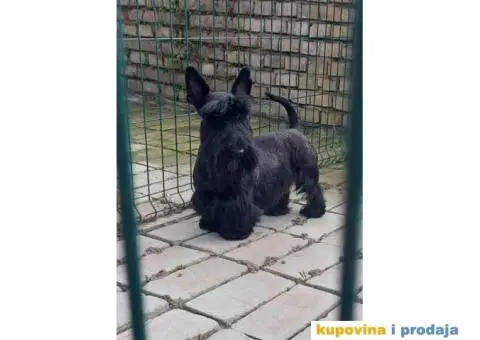 Na prodaju dve zenke Škotskog terijera i mužjak - 5/5