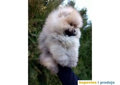 Pomeranac štenci na prodaju - 1/9