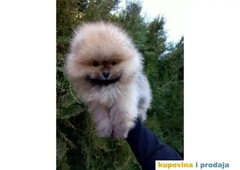 Pomeranac štenci na prodaju - 2/9