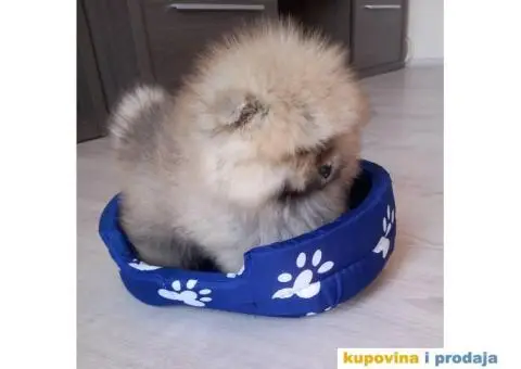Pomeranac štenci na prodaju - 3/9
