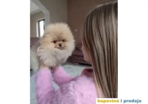 Pomeranac štenci na prodaju - 4/9