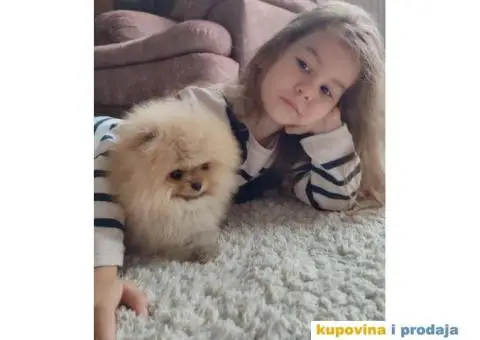 Pomeranac štenci na prodaju - 5/9