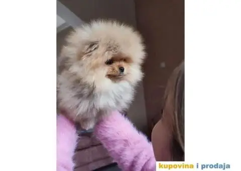 Pomeranac štenci na prodaju - 8/9