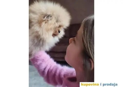 Pomeranac štenci na prodaju - 9/9