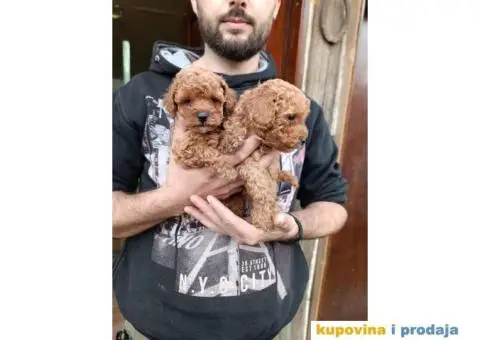 Patuljasta pudla - 1/5