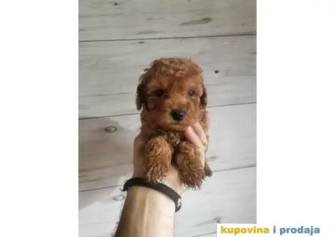 Patuljasta pudla - 2/5