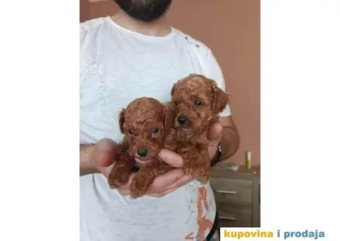 Patuljasta pudla - 3/5