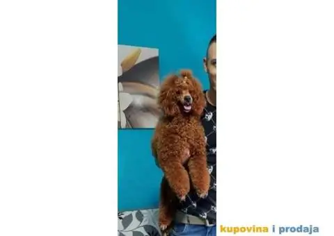 Patuljasta pudla - 4/5