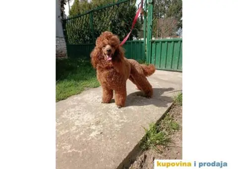 Patuljasta pudla - 5/5