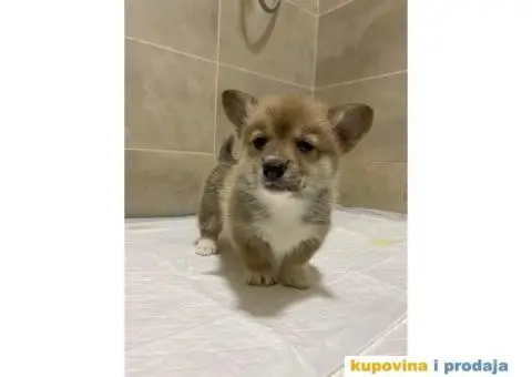 Velški korgi – pembrok PRELEPI štenci - 1/10