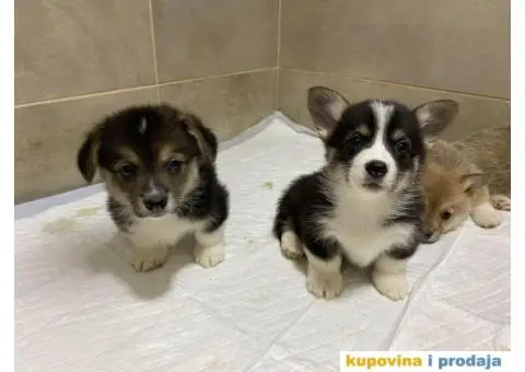 Velški korgi – pembrok PRELEPI štenci - 8/10