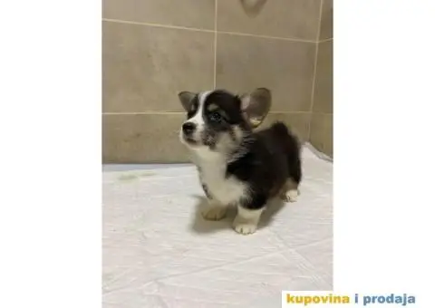 Velški korgi – pembrok PRELEPI štenci - 9/10