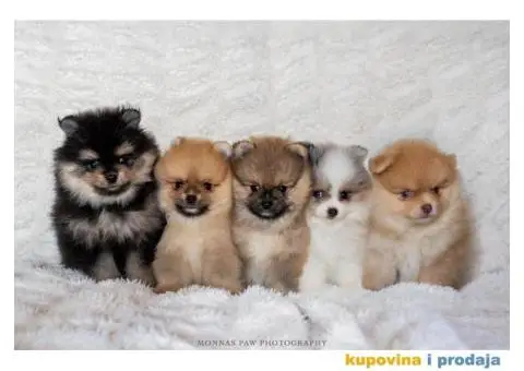 Kvalitetni štenci Pomeranca - 1/10