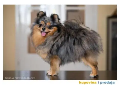 Kvalitetni štenci Pomeranca - 2/10