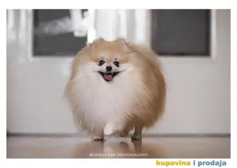 Kvalitetni štenci Pomeranca - 3/10