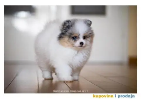 Kvalitetni štenci Pomeranca - 4/10