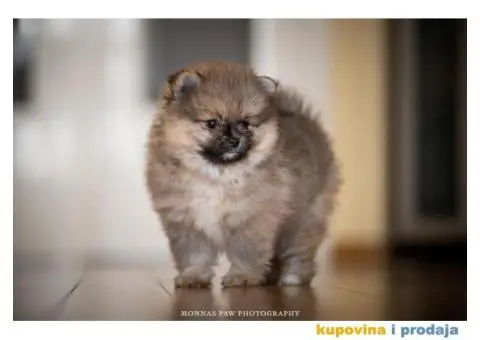 Kvalitetni štenci Pomeranca - 6/10