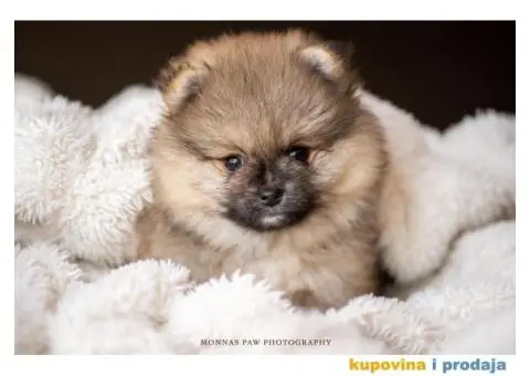 Kvalitetni štenci Pomeranca - 7/10