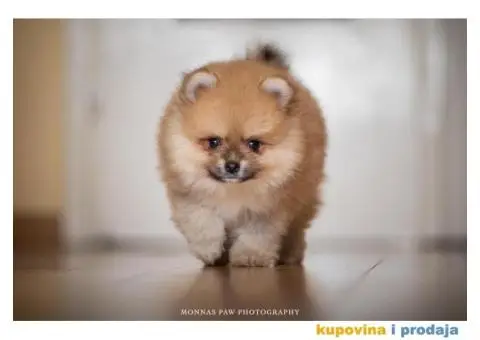 Kvalitetni štenci Pomeranca - 9/10