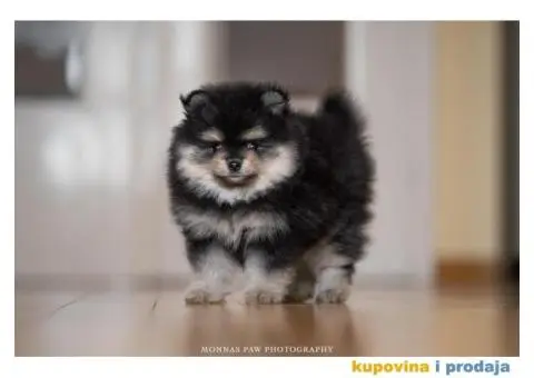 Kvalitetni štenci Pomeranca - 10/10