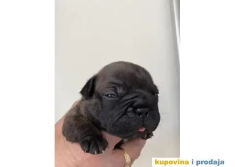 Štenci FRANCUSKOG BULDOGA - 1/6