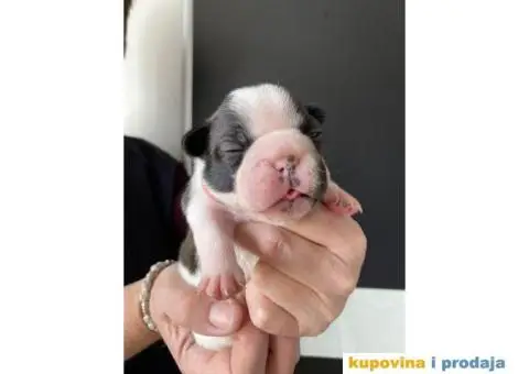 Štenci FRANCUSKOG BULDOGA - 2/6