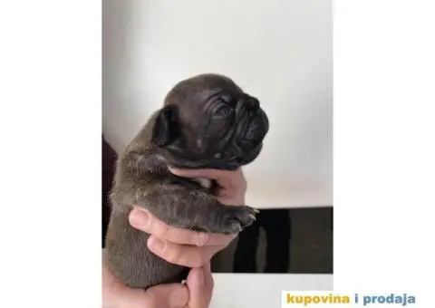 Štenci FRANCUSKOG BULDOGA - 3/6